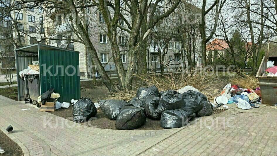 Крысы плодятся, повсюду «красота»: 5 мест в Калининграде, где не хватает чистоты (фото, видео)   - Новости Калининграда | Фото: Дарья Пасенко, Екатерина Васёва