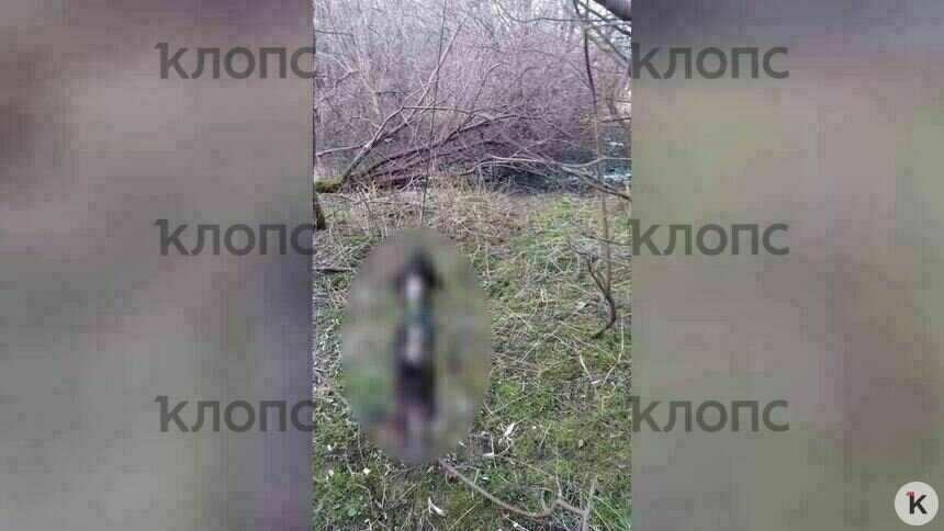 Мёртвое животное нашли дети | Фото: предоставила очевидец Елена