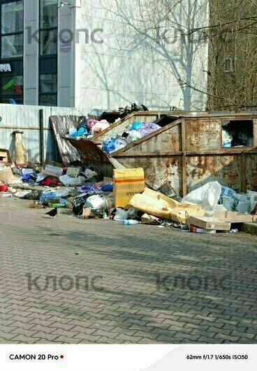 Крысы плодятся, повсюду «красота»: 5 мест в Калининграде, где не хватает чистоты (фото, видео)   - Новости Калининграда | Фото: Сергей