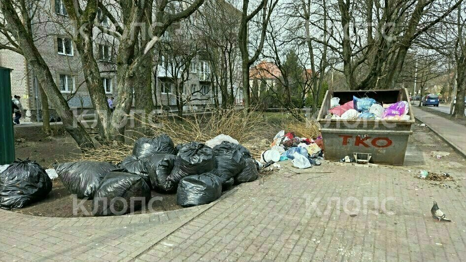 Крысы плодятся, повсюду «красота»: 5 мест в Калининграде, где не хватает чистоты (фото, видео)   - Новости Калининграда | Фото: Дарья Пасенко, Екатерина Васёва
