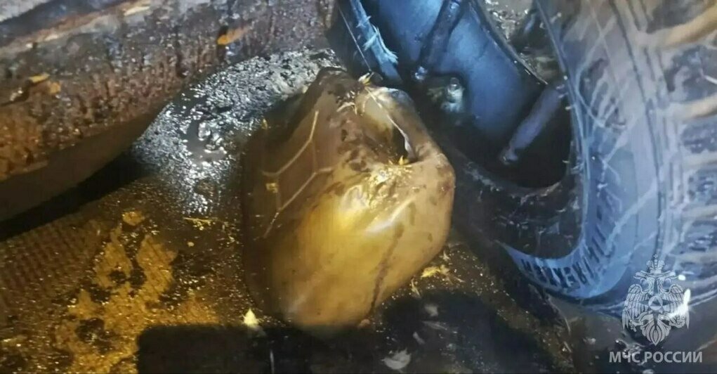 В Калининграде из горящего дома вынесли мужчину и газовый баллон - Новости Калининграда | Фото: МЧС региона