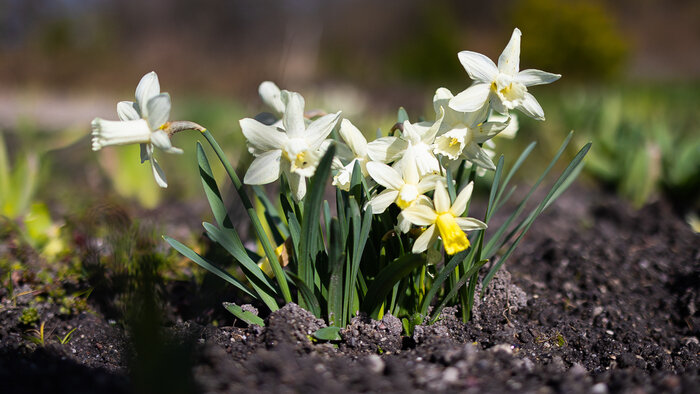 Вербные базары, концерты и ботанический фестиваль: 7 бесплатных событий уикенда в Калининграде и области  - Новости Калининграда | Фото: архив «Клопс»