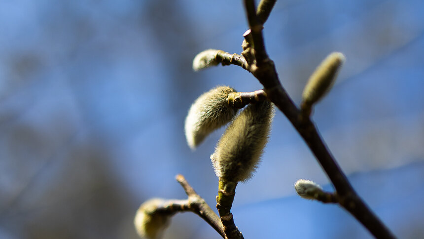 Вербные базары, концерты и ботанический фестиваль: 7 бесплатных событий уикенда в Калининграде и области  - Новости Калининграда | Фото: архив «Клопс»