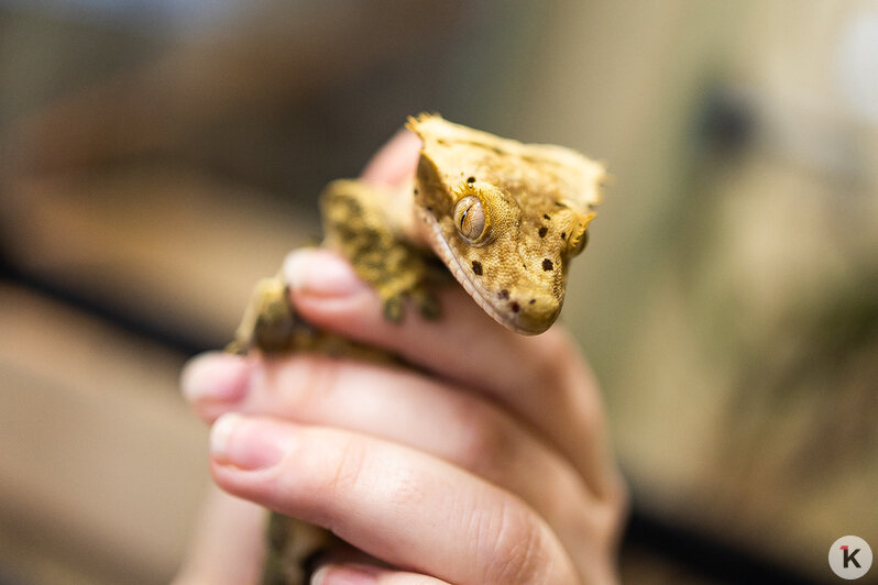 Как жертва калининградского шоу-бизнеса попала в приют и кто ещё коротает свой век в «Доме дракона» (фото)  - Новости Калининграда | Фото: Александр Подгорчук / «Клопс»