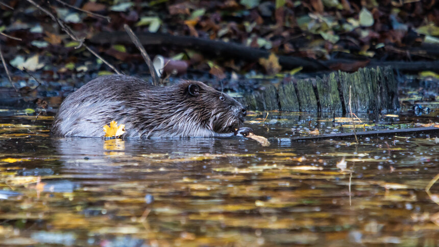 От бобра бобра ищут: в России подсчитали число водных грызунов - Новости Калининграда | Фото: Александр Подгорчук / Архив «Клопс»