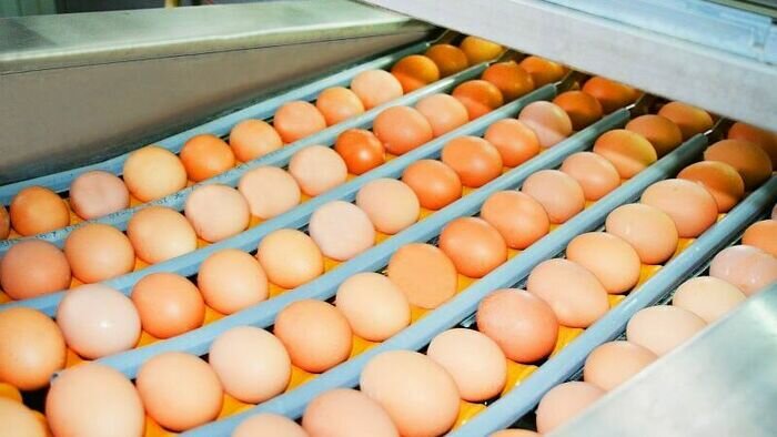 Пасха начинается с простого: как выбрать хорошие яйца и почему лучше брать местные - Новости Калининграда