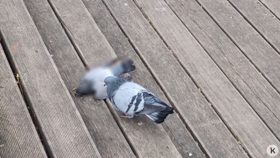 На Летнем озере в Калининграде снова начался массовый мор голубей (фото)  - Новости Калининграда | Фото: Максим Т.