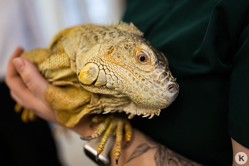 Как жертва калининградского шоу-бизнеса попала в приют и кто ещё коротает свой век в «Доме дракона» (фото)  - Новости Калининграда | Фото: Александр Подгорчук / «Клопс»