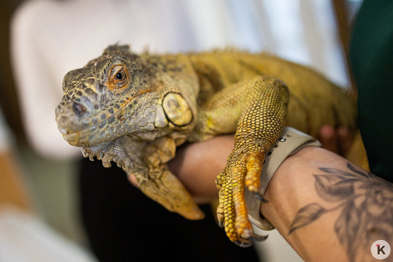 Как жертва калининградского шоу-бизнеса попала в приют и кто ещё коротает свой век в «Доме дракона» (фото)  - Новости Калининграда | Фото: Александр Подгорчук / «Клопс»