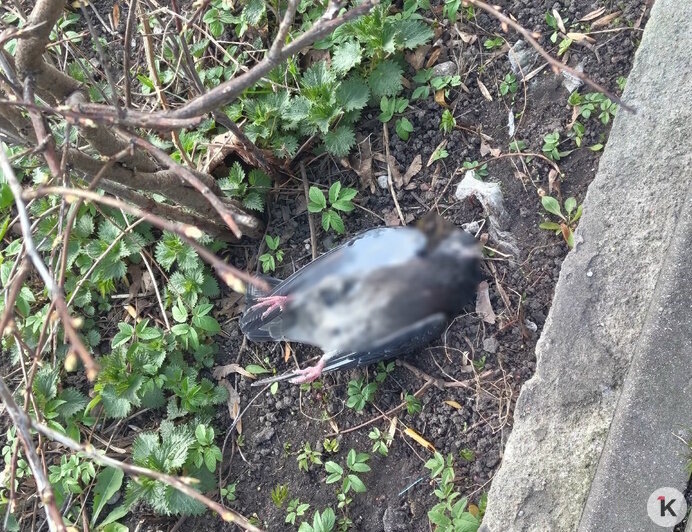 На Летнем озере в Калининграде снова начался массовый мор голубей (фото)  - Новости Калининграда | Фото: Полина П.