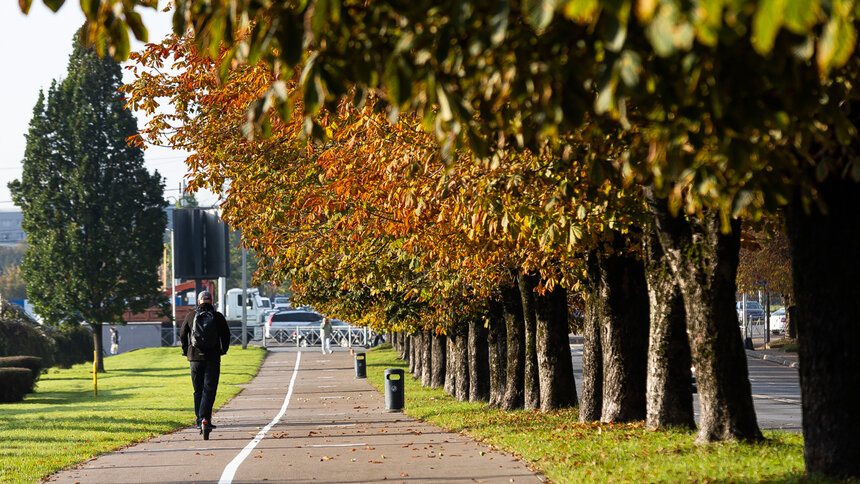 На 50 улицах Калининграда расставят ловушки для моли   - Новости Калининграда | Фото: архив «Клопс»