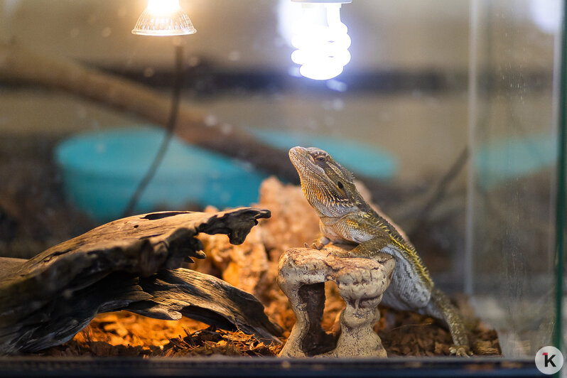 Как жертва калининградского шоу-бизнеса попала в приют и кто ещё коротает свой век в «Доме дракона» (фото)  - Новости Калининграда | Фото: Александр Подгорчук / «Клопс»