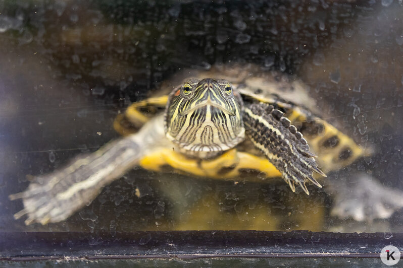 Как жертва калининградского шоу-бизнеса попала в приют и кто ещё коротает свой век в «Доме дракона» (фото)  - Новости Калининграда | Фото: Александр Подгорчук / «Клопс»
