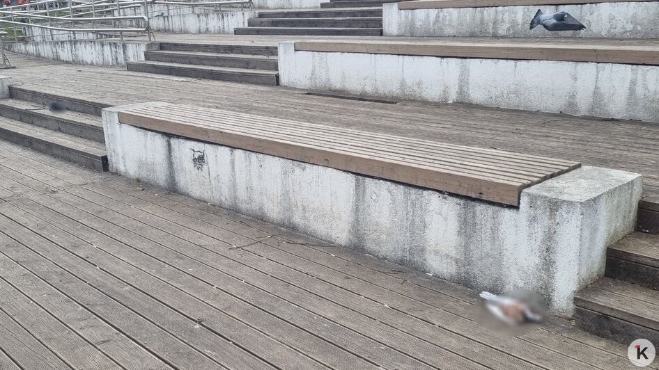 На Летнем озере в Калининграде снова начался массовый мор голубей (фото)  - Новости Калининграда | Фото: Максим Т.