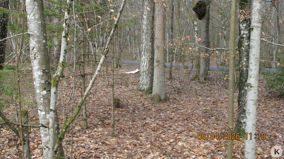В подобных местах клеща подцепить проще всего | Фото: Евгений Волчев