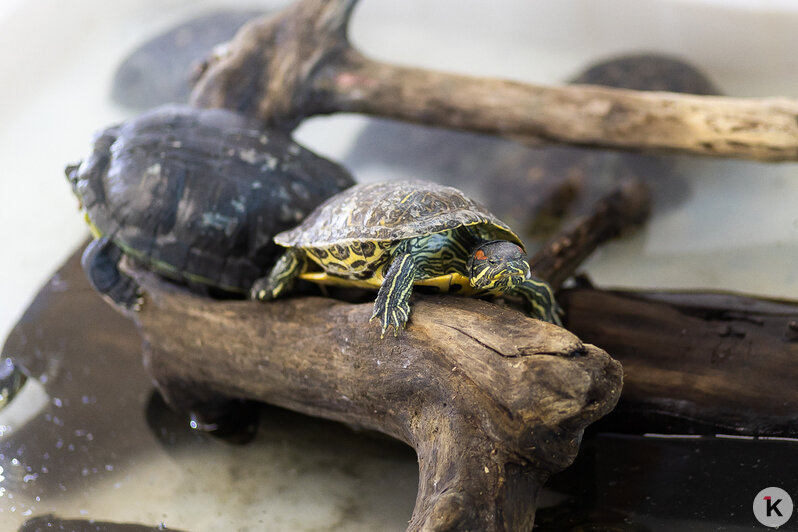Как жертва калининградского шоу-бизнеса попала в приют и кто ещё коротает свой век в «Доме дракона» (фото)  - Новости Калининграда | Фото: Александр Подгорчук / «Клопс»
