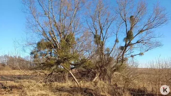 Подобные участки лугов и полей — любимые места клещей | Фото: Евгений Волчев