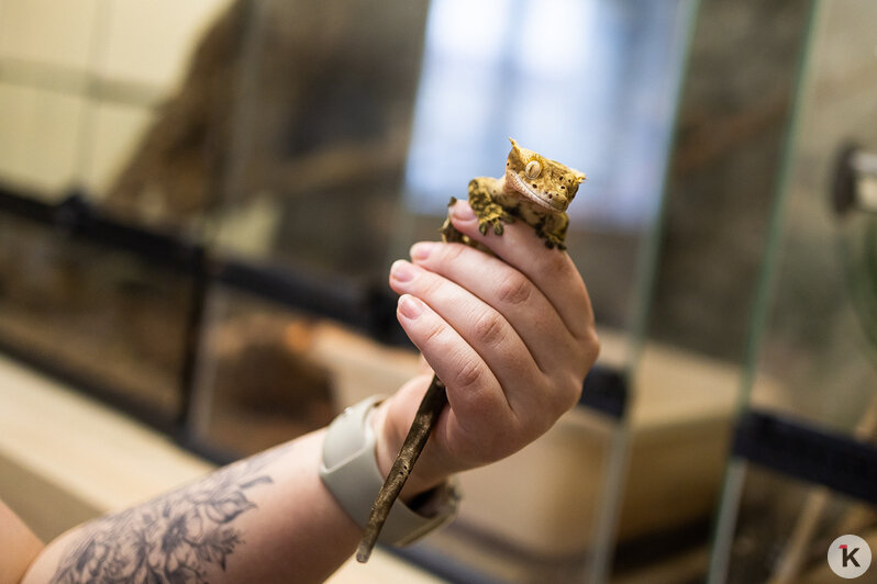 Как жертва калининградского шоу-бизнеса попала в приют и кто ещё коротает свой век в «Доме дракона» (фото)  - Новости Калининграда | Фото: Александр Подгорчук / «Клопс»