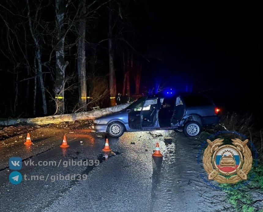 Под Черняховском легковушка врезалась в поваленное ветром дерево - Новости Калининграда | Фото: сообщество Госавтоинспекции Калининградской области / «ВКонтакте»