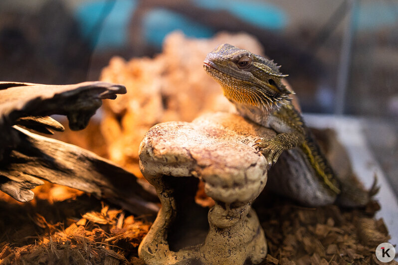 Как жертва калининградского шоу-бизнеса попала в приют и кто ещё коротает свой век в «Доме дракона» (фото)  - Новости Калининграда | Фото: Александр Подгорчук / «Клопс»