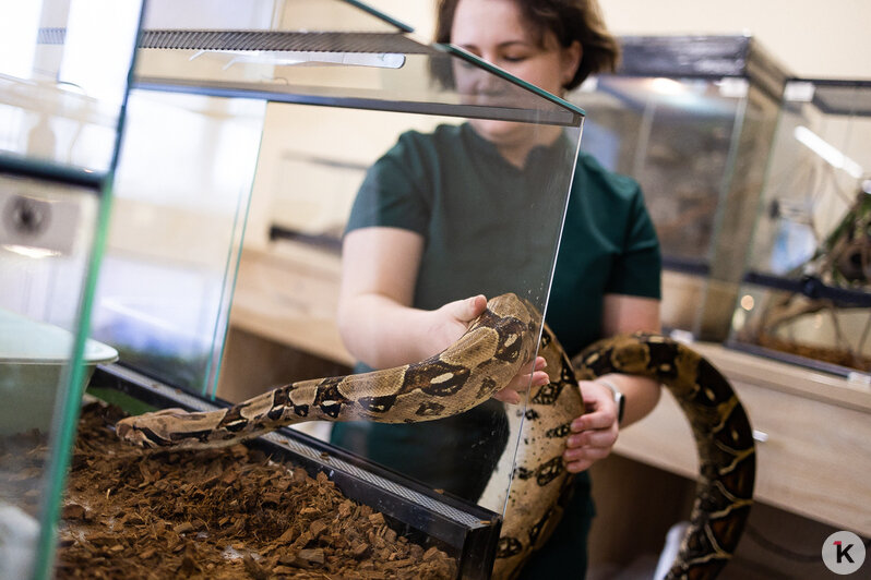 Как жертва калининградского шоу-бизнеса попала в приют и кто ещё коротает свой век в «Доме дракона» (фото)  - Новости Калининграда | Фото: Александр Подгорчук / «Клопс»