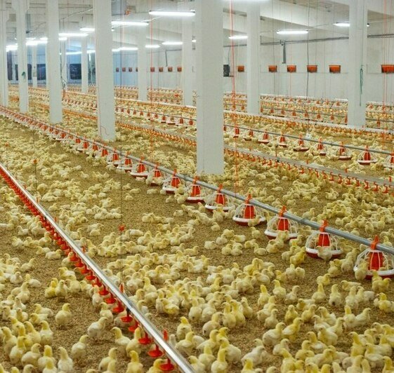 Пасха начинается с простого: как выбрать хорошие яйца и почему лучше брать местные - Новости Калининграда