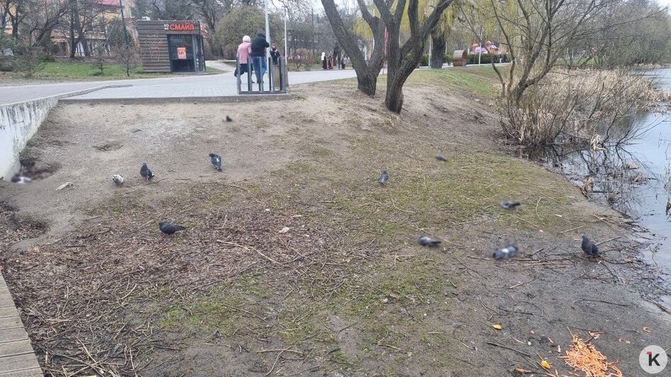 На Летнем озере в Калининграде снова начался массовый мор голубей (фото)  - Новости Калининграда | Фото: Максим Т.
