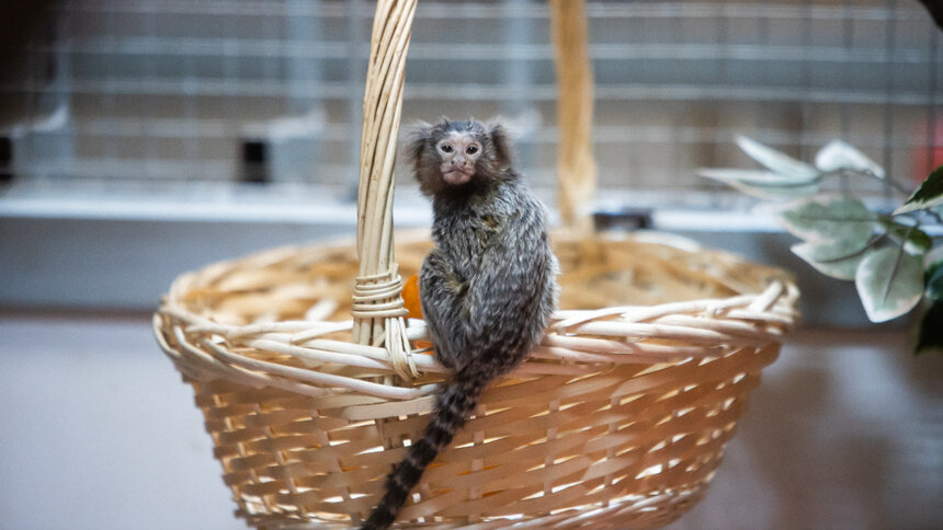 Калининградский зоопарк вернётся в привычный режим работы - Новости Калининграда | Фото: Александр Подгорчук / Архив «Клопс»