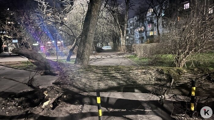 В Калининграде ещё на трёх улицах рухнули массивные деревья, ствол зажал легковушку (фото) - Новости Калининграда | Фото: «Клопс»