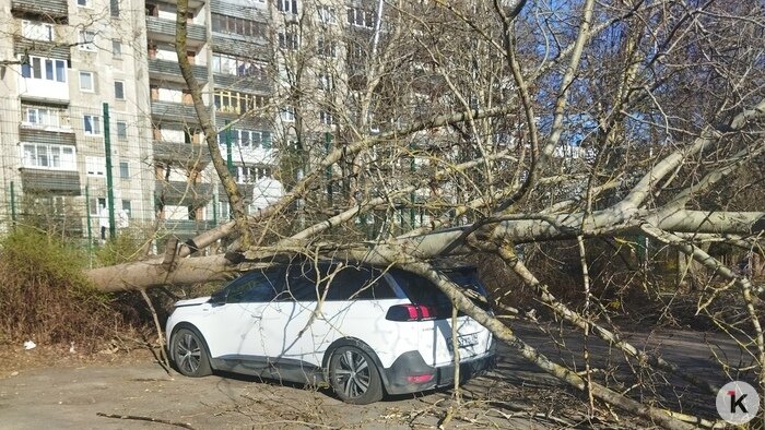 В Калининграде ещё на трёх улицах рухнули массивные деревья, ствол зажал легковушку (фото) - Новости Калининграда | Фото Игоря Гавриленко