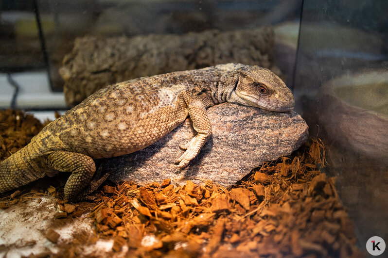 Как жертва калининградского шоу-бизнеса попала в приют и кто ещё коротает свой век в «Доме дракона» (фото)  - Новости Калининграда | Фото: Александр Подгорчук / «Клопс»