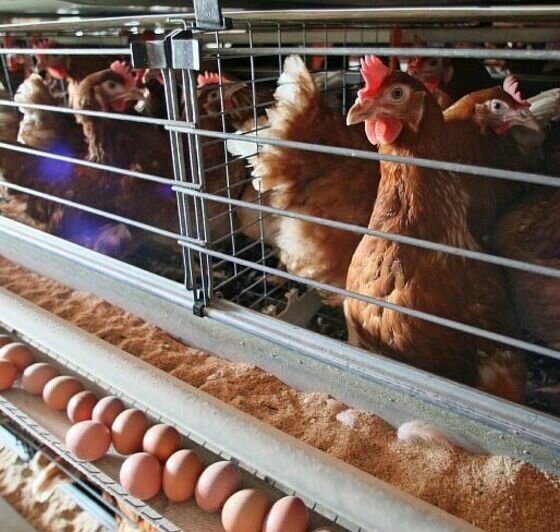 Пасха начинается с простого: как выбрать хорошие яйца и почему лучше брать местные - Новости Калининграда