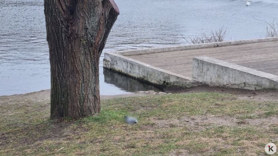 На Летнем озере в Калининграде снова начался массовый мор голубей (фото)  - Новости Калининграда | Фото: Максим Т.
