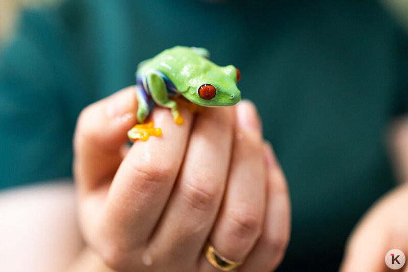 Как жертва калининградского шоу-бизнеса попала в приют и кто ещё коротает свой век в «Доме дракона» (фото)  - Новости Калининграда | Фото: Александр Подгорчук / «Клопс»