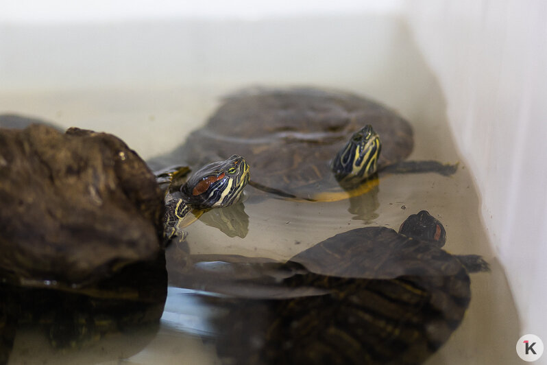 Как жертва калининградского шоу-бизнеса попала в приют и кто ещё коротает свой век в «Доме дракона» (фото)  - Новости Калининграда | Фото: Александр Подгорчук / «Клопс»