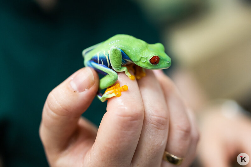 Как жертва калининградского шоу-бизнеса попала в приют и кто ещё коротает свой век в «Доме дракона» (фото)  - Новости Калининграда | Фото: Александр Подгорчук / «Клопс»