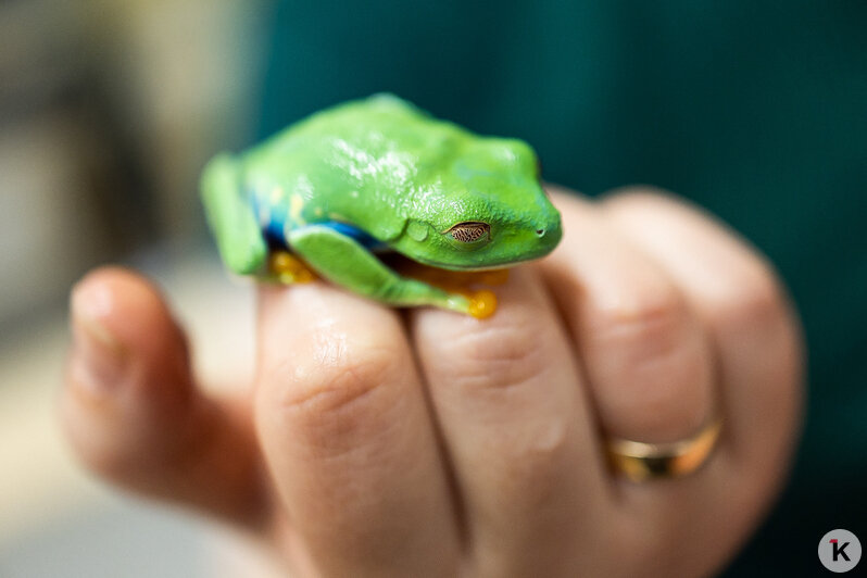 Как жертва калининградского шоу-бизнеса попала в приют и кто ещё коротает свой век в «Доме дракона» (фото)  - Новости Калининграда | Фото: Александр Подгорчук / «Клопс»