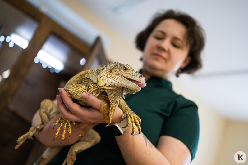 Как жертва калининградского шоу-бизнеса попала в приют и кто ещё коротает свой век в «Доме дракона» (фото)  - Новости Калининграда | Фото: Александр Подгорчук / «Клопс»
