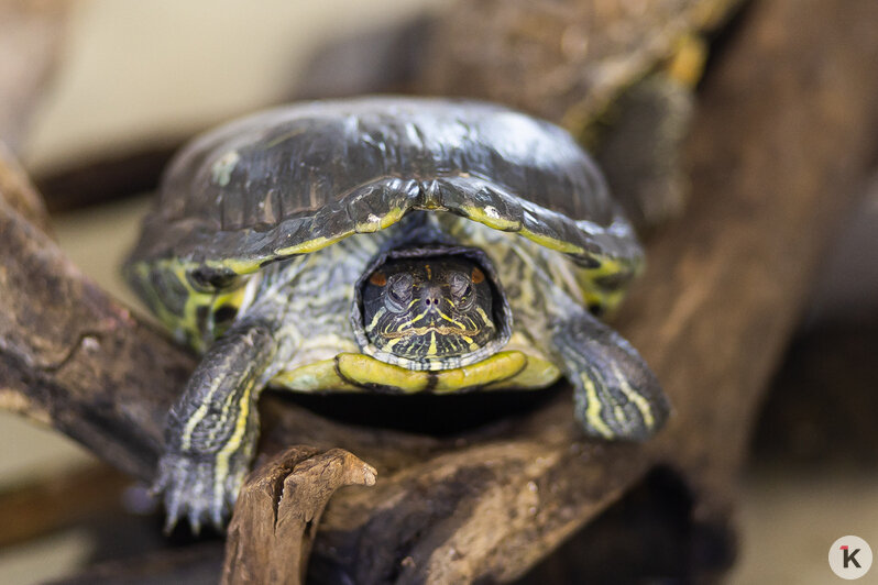 Как жертва калининградского шоу-бизнеса попала в приют и кто ещё коротает свой век в «Доме дракона» (фото)  - Новости Калининграда | Фото: Александр Подгорчук / «Клопс»