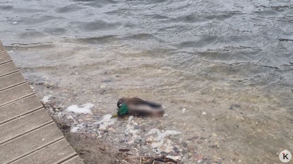 На Летнем озере в Калининграде снова начался массовый мор голубей (фото)  - Новости Калининграда | Фото: Максим Т.