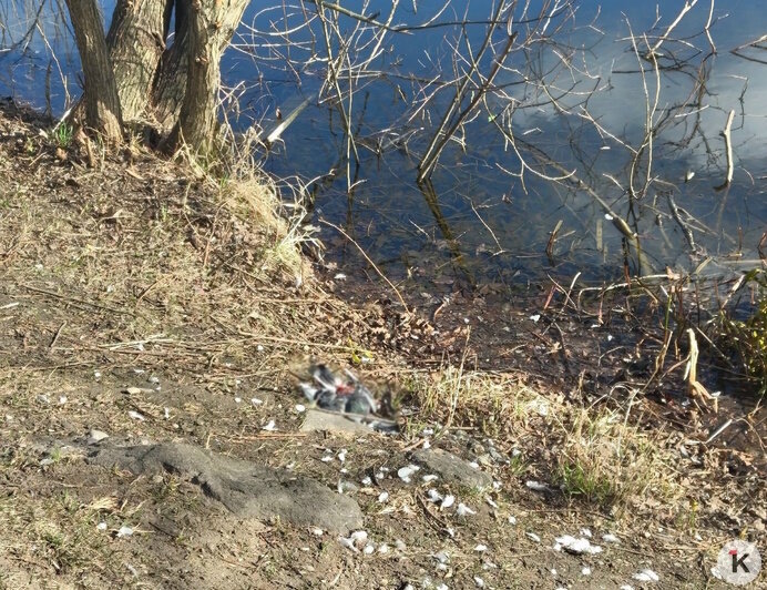 На Летнем озере в Калининграде снова начался массовый мор голубей (фото)  - Новости Калининграда | Фото: Полина П.