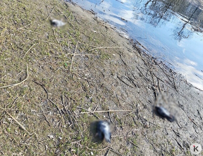 На Летнем озере в Калининграде снова начался массовый мор голубей (фото)  - Новости Калининграда | Фото: Полина П.