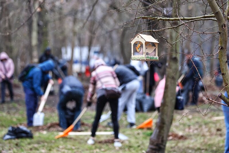 Дождь уборке не помеха: в Калининграде прошёл общегородской субботник (фоторепортаж) - Новости Калининграда | Фото: Александр Подгорчук / «Клопс»
