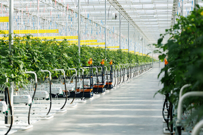 Новые теплицы дадут ещё 2,5 тыс. тонн овощей в год. | Фото: Александр Мелехов