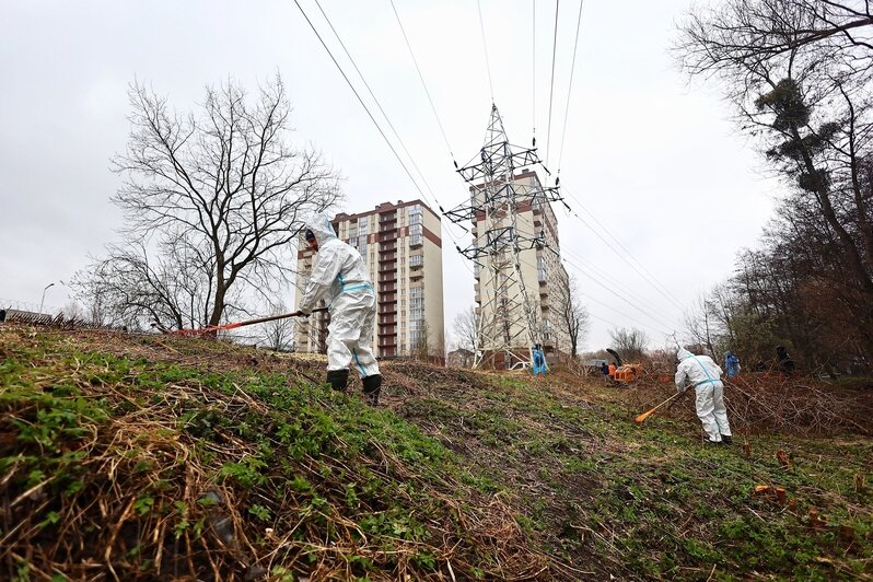 Дождь уборке не помеха: в Калининграде прошёл общегородской субботник (фоторепортаж) - Новости Калининграда | Фото: Александр Подгорчук / «Клопс»