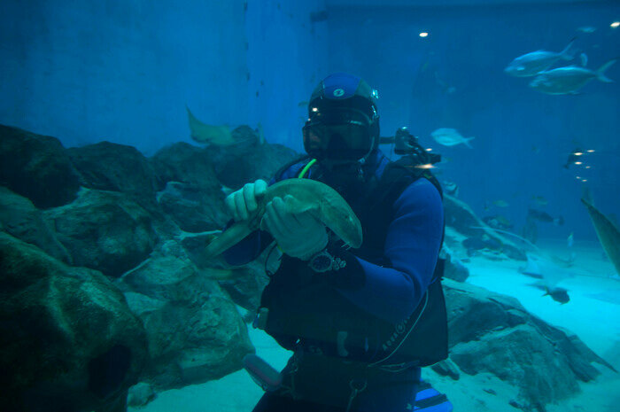 Узнают водолазов и дерутся за территорию: что скрывают аквариумы Музея Мирового океана | Фото: Ксения Андреева