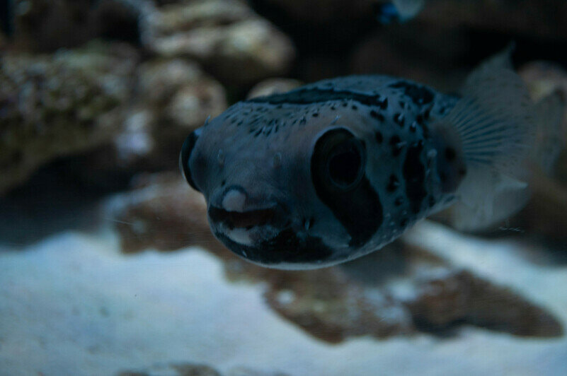 Разноцветные обитатели. | Фото: Ксения Андреева