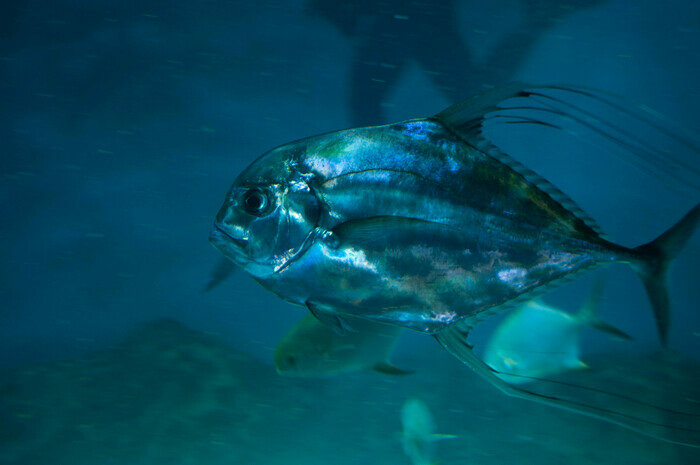 Узнают водолазов и дерутся за территорию: что скрывают аквариумы Музея Мирового океана | Фото: Ксения Андреева