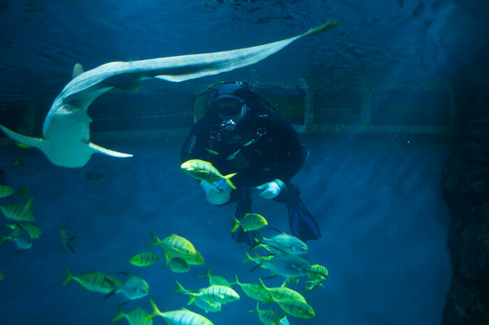 Узнают водолазов и дерутся за территорию: что скрывают аквариумы Музея Мирового океана | Фото: Ксения Андреева
