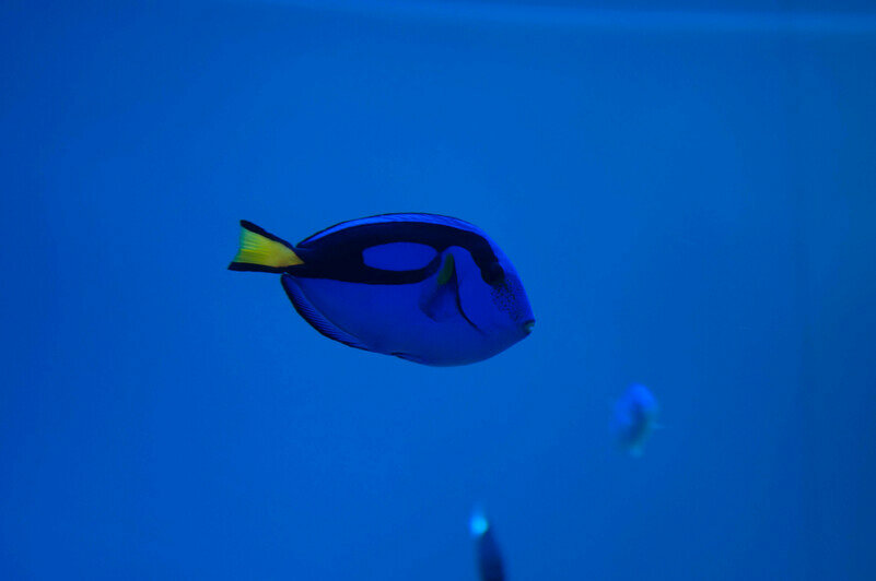 Разноцветные обитатели. | Фото: Ксения Андреева